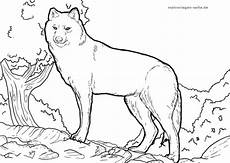 kostenlose malvorlagen wolf malvorlage wolf ausmalbilder ausmalen und malvorlagen kostenlose malvorlagen wolf malvorlage wolf ausmalbilder ausmalen und malvorlagen