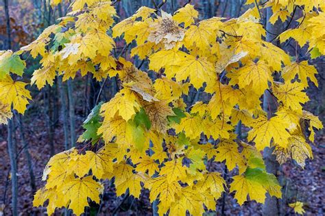 Image result for Maple Tree Leave CT