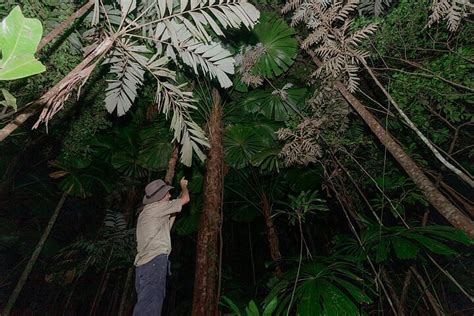 2023 Daintree Rainforest Night Walk in Cape Tribulation