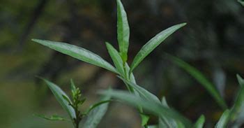 Kristu Jayanti College, Bengaluru