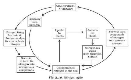 write nitrogen cycle in flow chart. For class 8 - Brainly.in