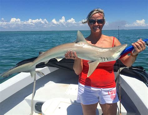 Atlantic Sharpnose Shark Bull Shark For Dinner: Atlantic Sharpnose