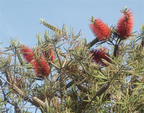 Callistemon citrinus