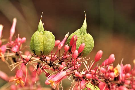 Can You Plant Yucca Seed Pods at Richard Armes blog