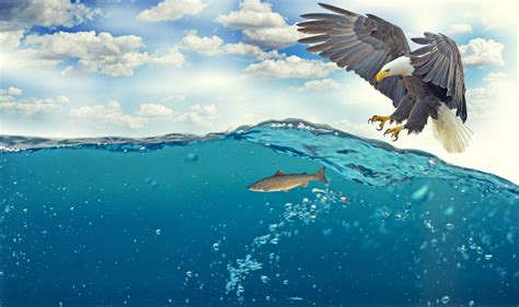 Free Images : sea, water, nature, bird, wing, lake, animal, fly, diving ...