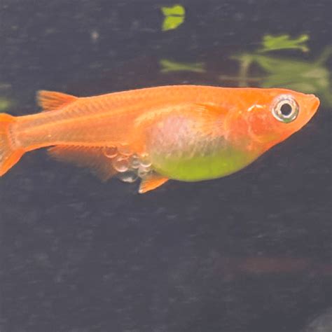 Medaka Rice Fish Care Guide: Everything You Need For Healthy Fish ...