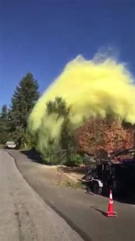 Rezultat imagine pentru Pollen Tree Falling