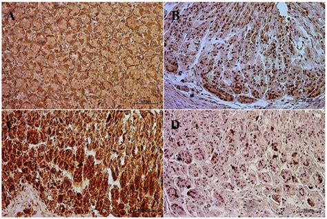 Equine Stomach Development in the Foetal Period of Prenatal Life—An ...