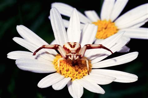 Goldenrod Crab Spider