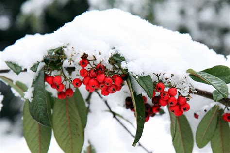 8 Plants for Winter Interest in Your Garden - Little Garden Lessons