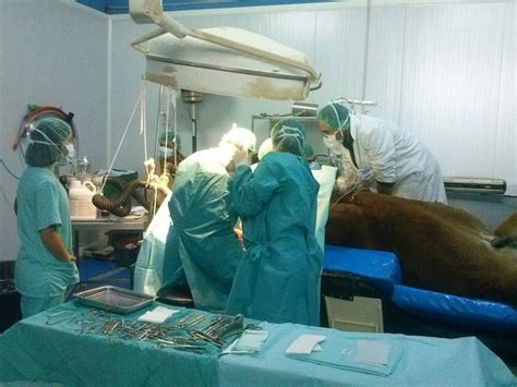 Clínica Equina Olmedo Cirugía Equina | Clínica Equina Olmedo