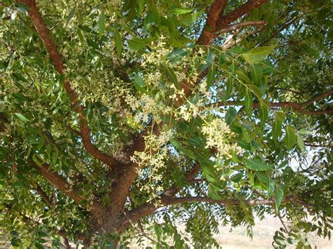 NEEM: ¿Qué es? Taxonomía, características, beneficios y mucho más