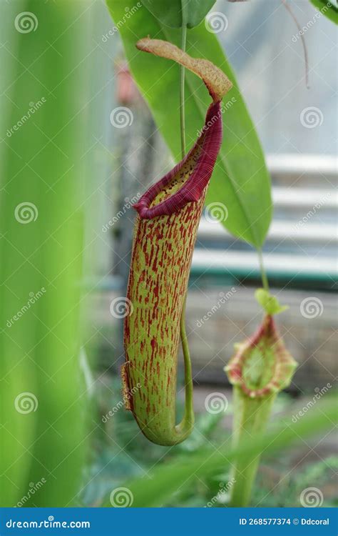 Nepenthes - Carnivorous Plant, Tropical Pitcher Plant or Monkey Cup ...