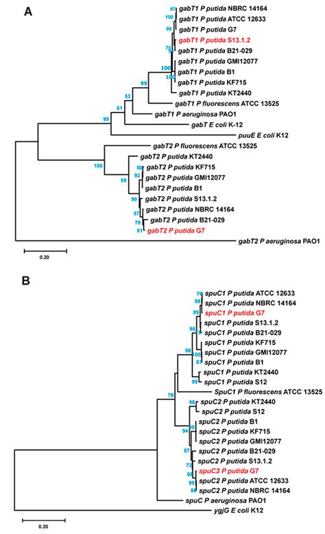 Specific Gene Expression in Pseudomonas Putida U Shows New Alternatives ...