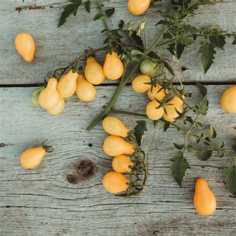 Yellow Little Pear Tomato Seeds – Rare Exotic Heirloom Yellow Pear ...