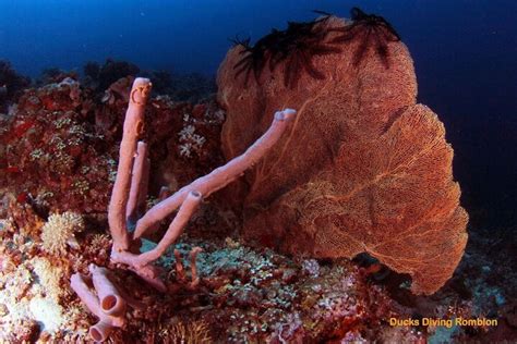 DUCKS DIVING ROMBLON (2025) All You Need to Know BEFORE You Go (with ...