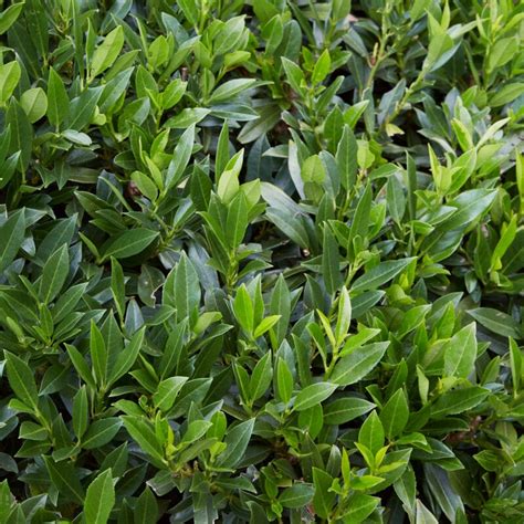 Cherry Laurel Hedging | Prunus laurocerasus 'Rotundifolia' - Roots Plants