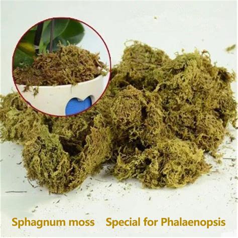 Satın alın Sphagnum Moss|Orchid Sphagnum Moss Dried|Sphagnum Peat Moss ...