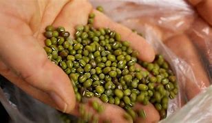Image result for mungbean