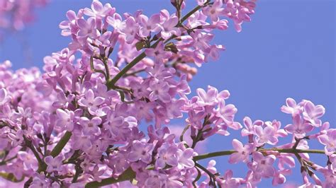 Image result for Purple Tree