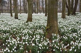 Image result for UK Snowdrops