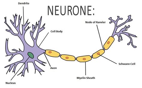 draw a neat and labeled diagram of a nerve cell. - Brainly.in