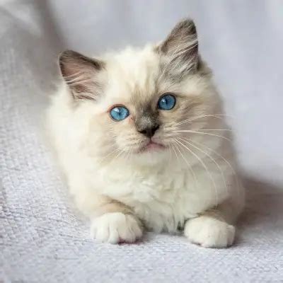 Cats For Sale in Hyderabad | Kittens For Sale in Hyderabad