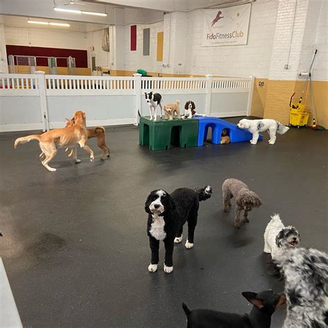 Photo Gallery – Paws & Play Doggy Daycare