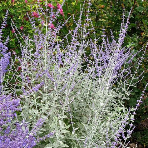 Buy Russian sage Perovskia 'Silvery Blue ('Lissvery') (PBR)': Delivery ...