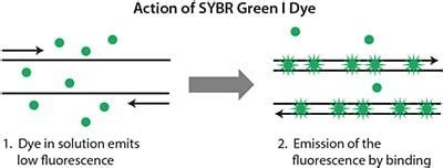 Quantitative PCR and Digital PCR Detection Methods