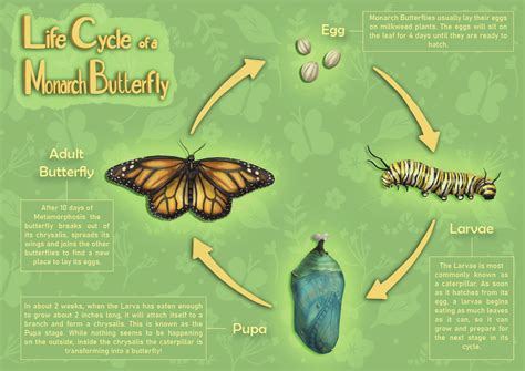 Caddisfly Life Cycle