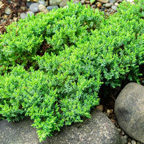 Juniper Procumbens 'Nana' for Sale | Buy Ground Covers | Perfect Plants
