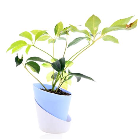 Dwarf umbrella tree Plant With Self Watering Pot – Nainileaf