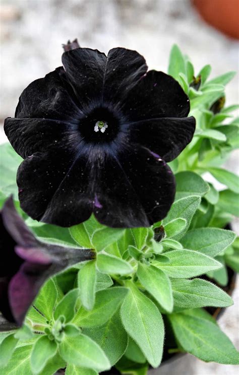 Petunia Plant
