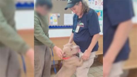 Florida Dog Is Surrendered In Tears After Deportation Splits Apart The ...