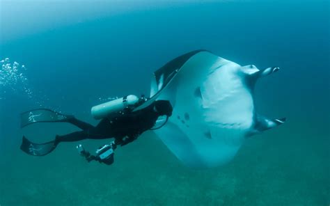 Dr. Andrea Marshall — Marine Megafauna Foundation