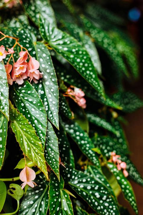 Begonia Maculata Expert Care Tips: How to Care for the Gorgeous Polka ...