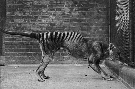 Tasmanian Tiger Sightings Recent