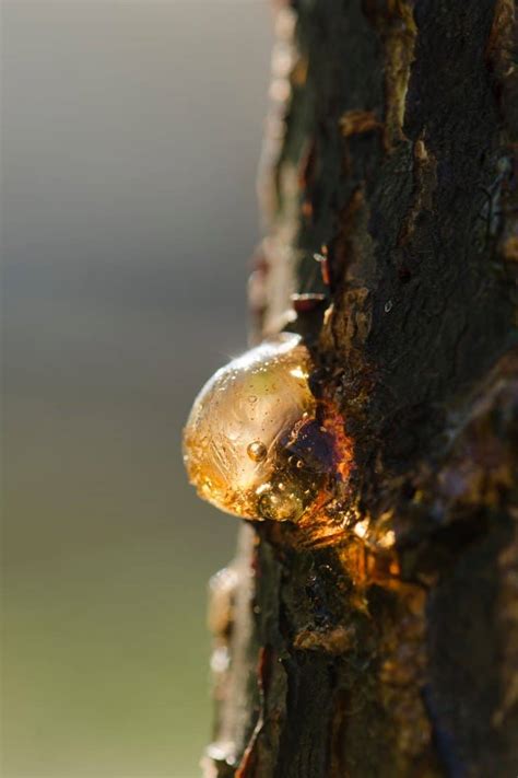 Image result for Root Rot Plum Tree