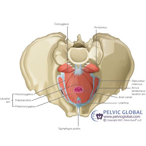 Why Is My Pelvic Floor Sore - Infoupdate.org