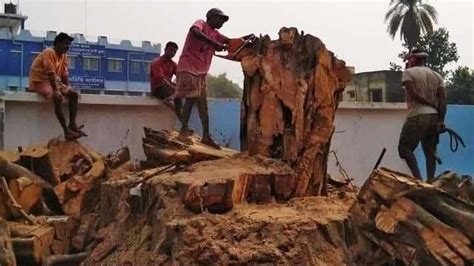 Petition · Objection against cutting down age-old Banyan Tree at Gajol ...