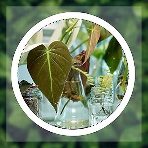 Buy Mithila Handicrafts 4.7 Inch Ball Shaped Round Glass Vase | for ...