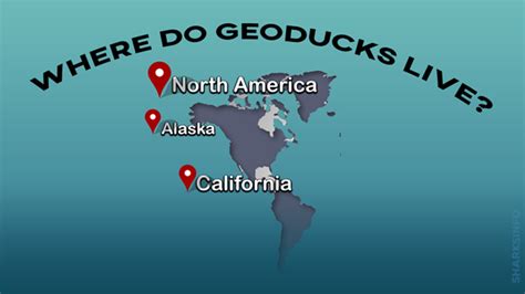 Image result for Geoduck Fun Facts