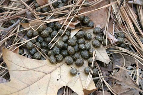 Rabbit Evolution Coin Poop 的图像结果