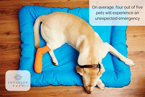 A Beginner’s Guide to Pet Insurance: Answering 8 FAQs