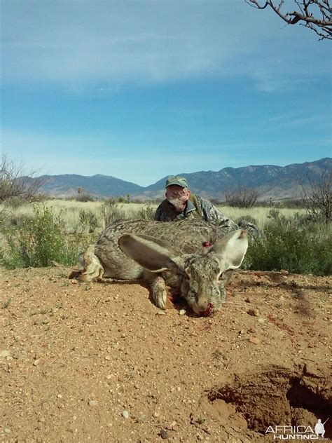 Hunting Giant Jack Rabbit Arizona USA | AfricaHunting.com