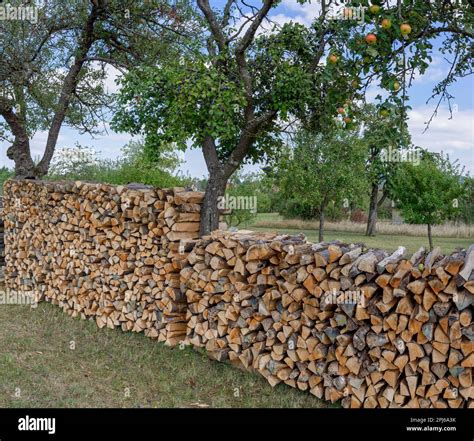 Woodpile under tree hi-res stock photography and images - Alamy