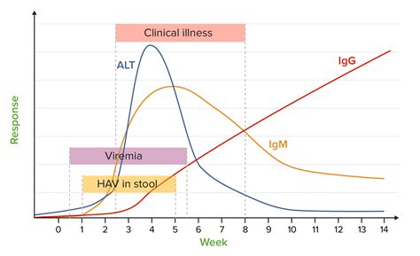 Hepatitis A Virus | Concise Medical Knowledge