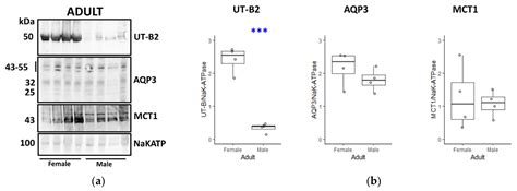 Sex-Related Differences in UT-B Urea Transporter Abundance in Fallow ...