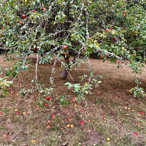 After Apple Picking by Robert Frost — ediblegardens52